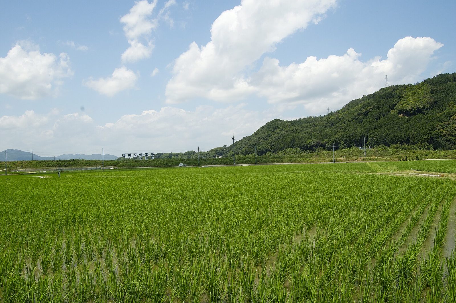 青々とした田んぼと山